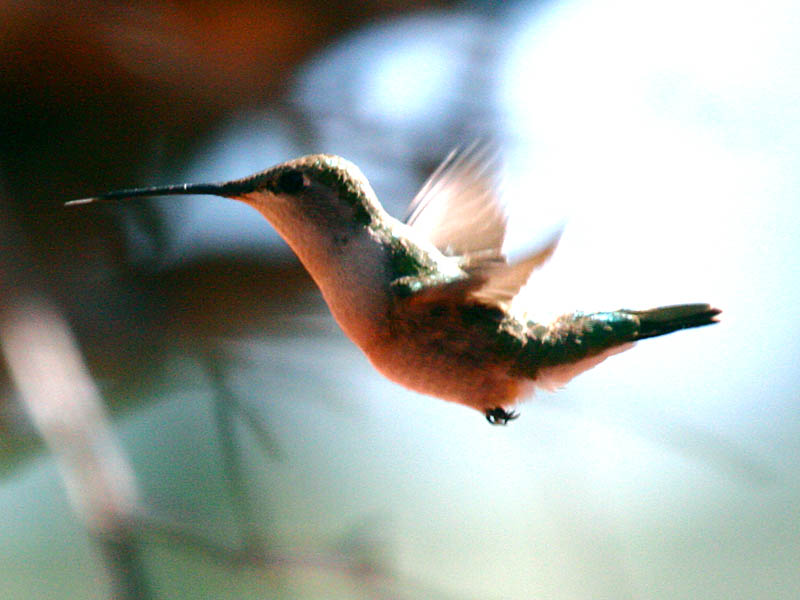 Black-chinned Hummingbird
