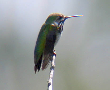 Calliope Hummingbird