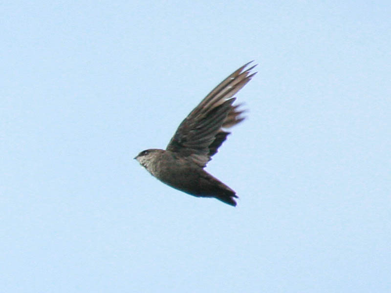 Vauxs Swift