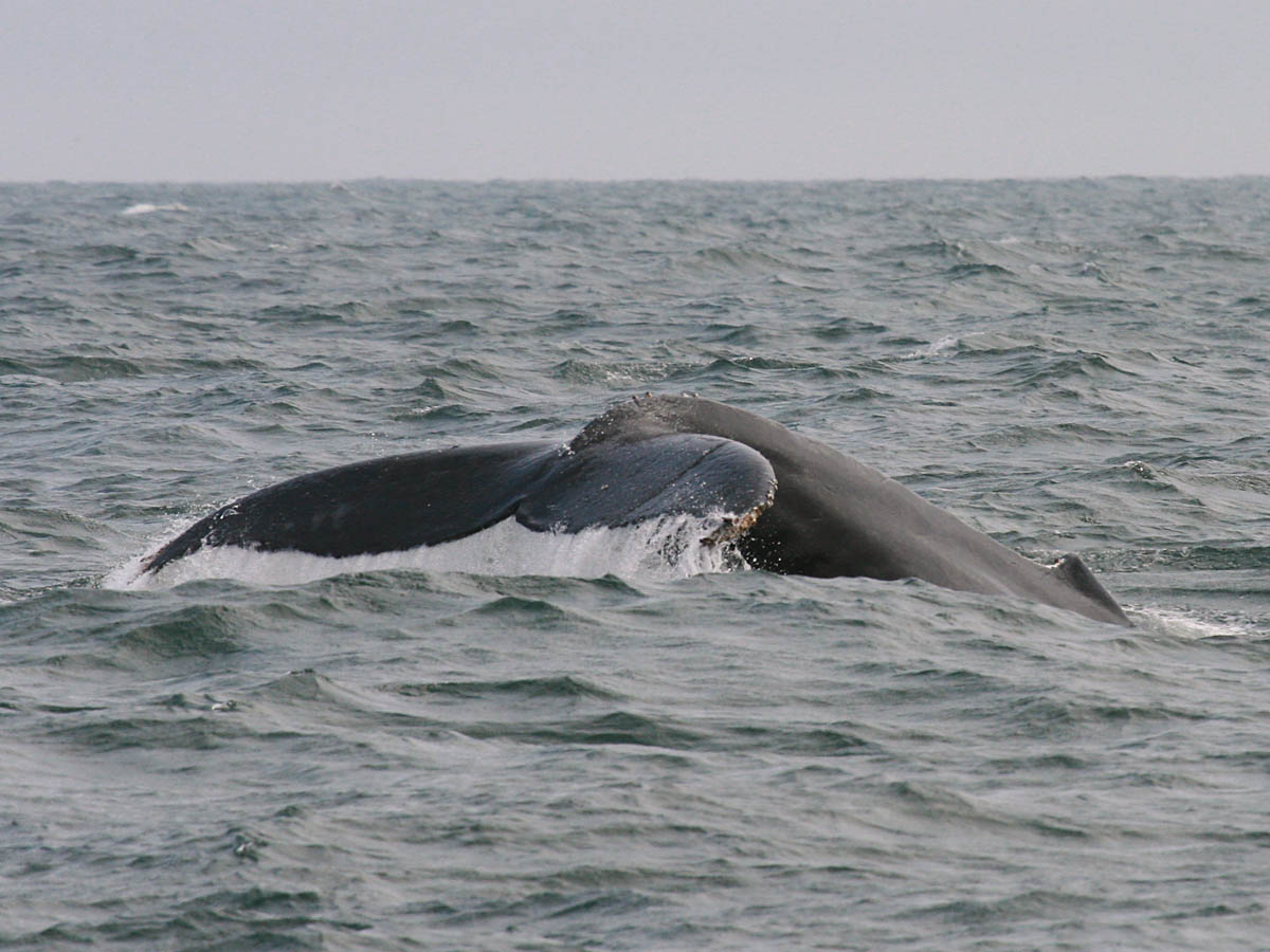 Humpback Whale