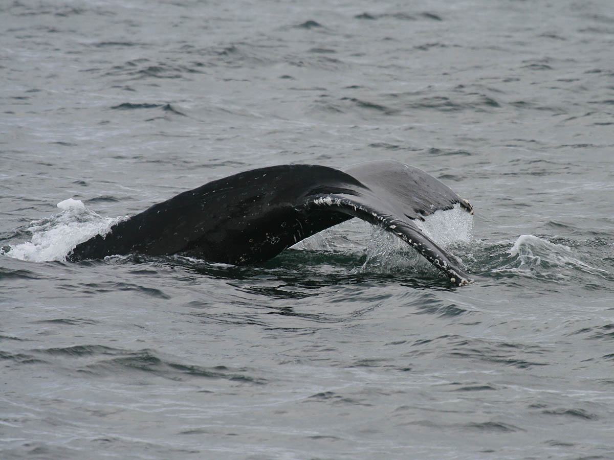 Humpback Whale