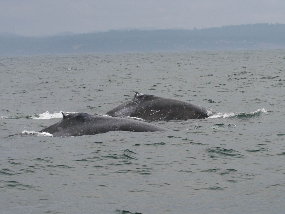Humpback Whale