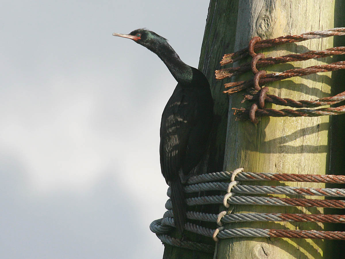 Pelagic Cormorant