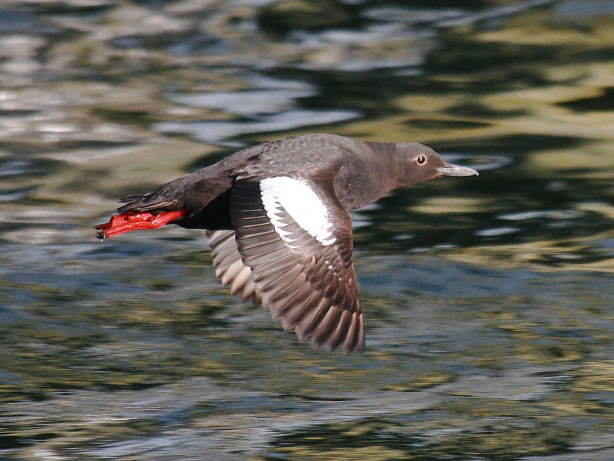 Pigeon Guillemot