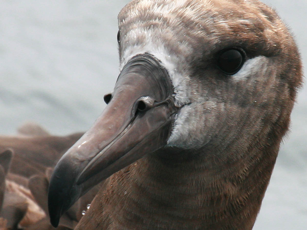 Black-footed Albatross