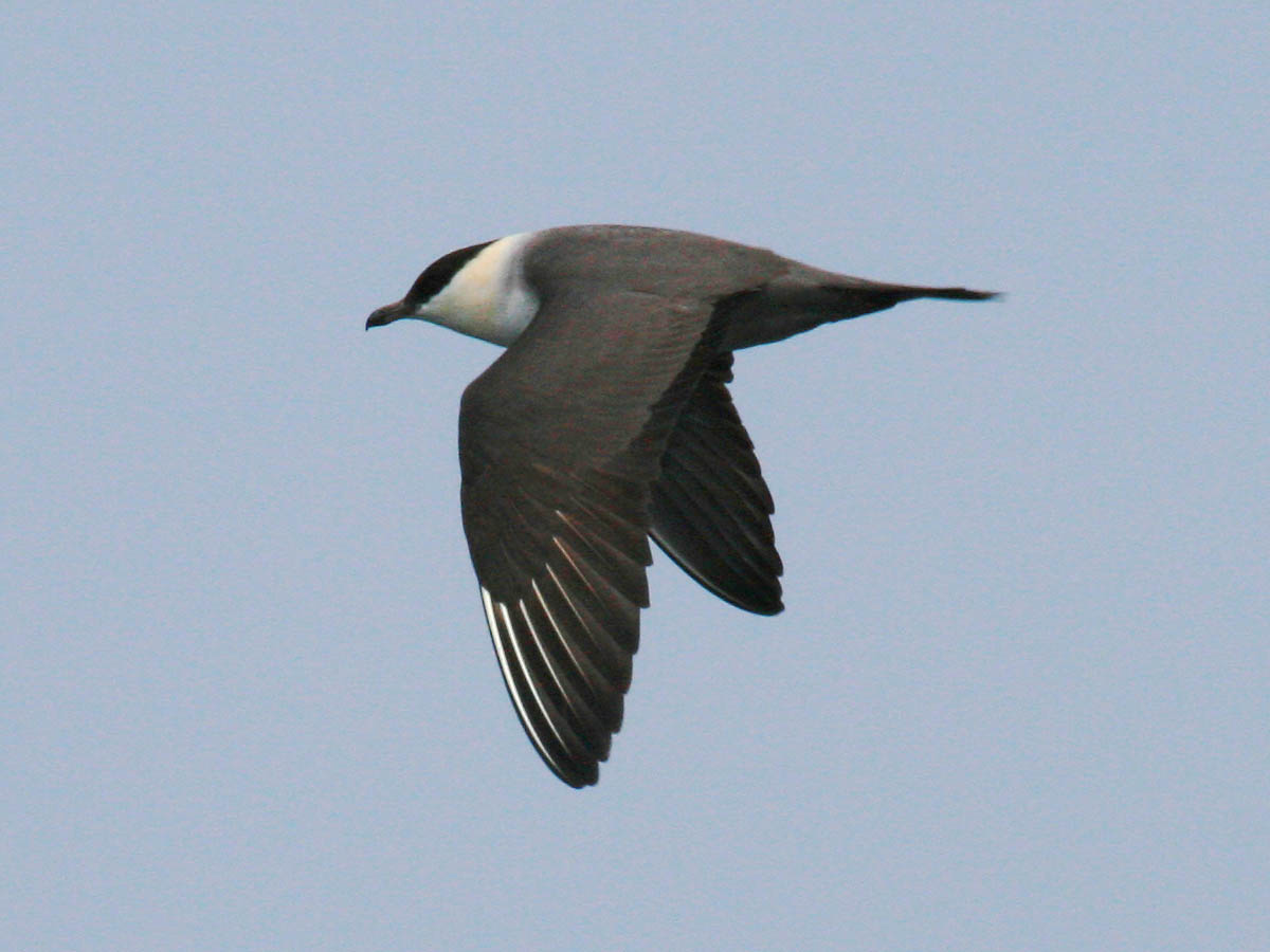 Long-tailed Jaeger