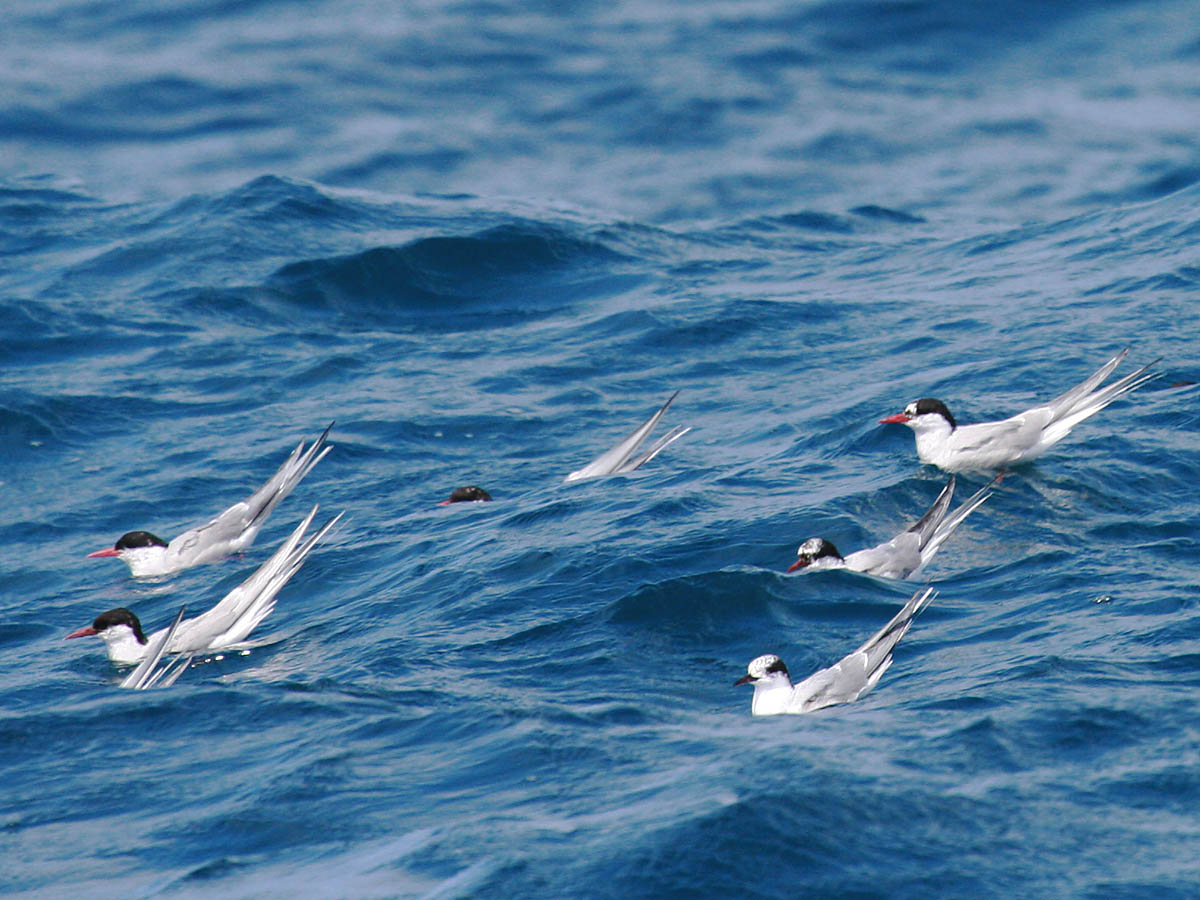 Arctic Tern