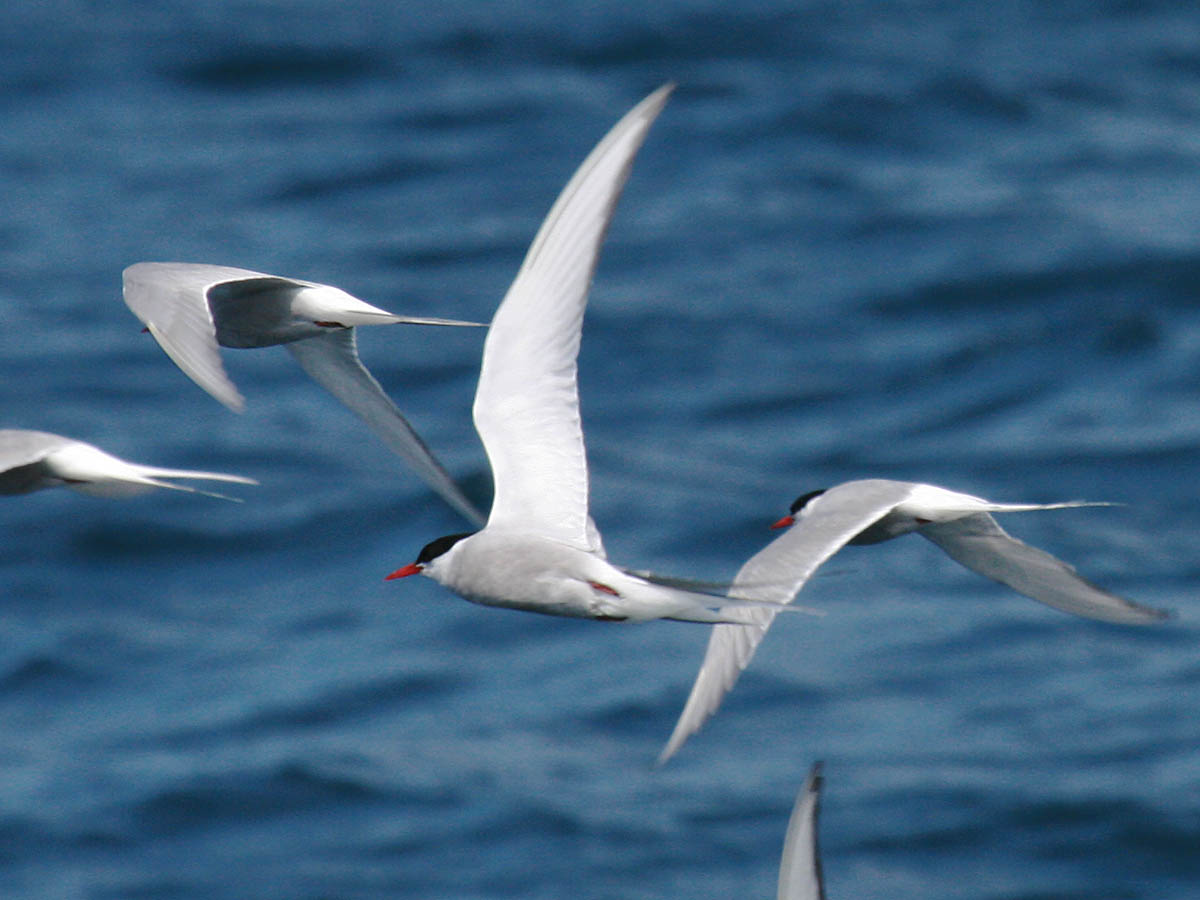 Arctic Tern