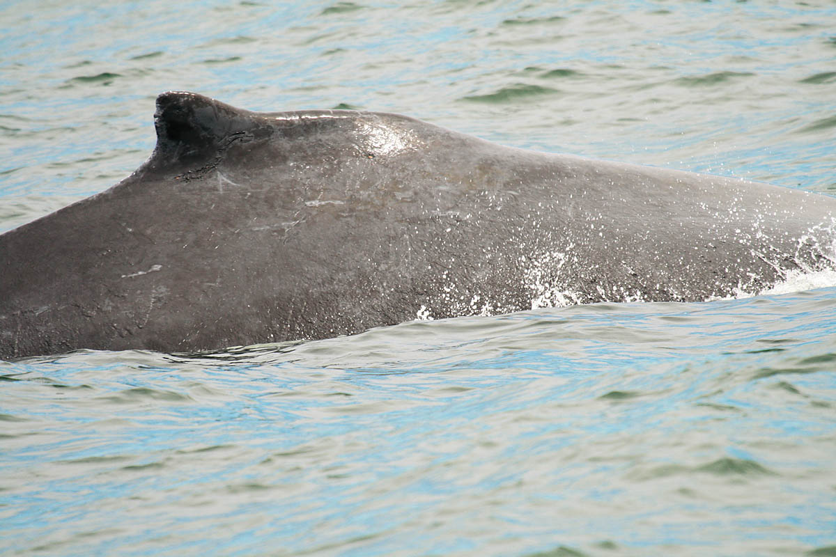 Humpback Whale