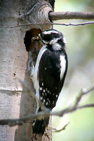 Downy Woodpecker