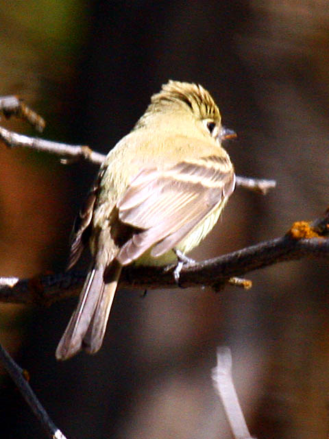 Cordilleran Flycatcher