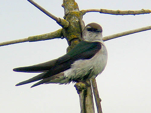 Violet-green Swallow