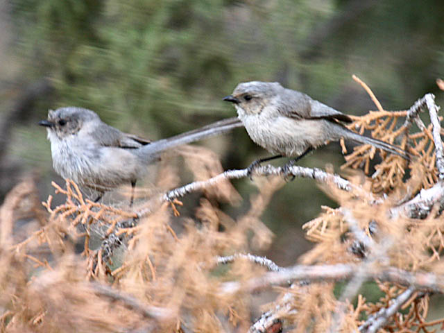 Bushtit