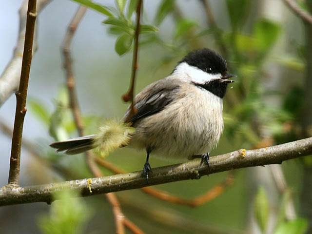 Black-capped Chickadee