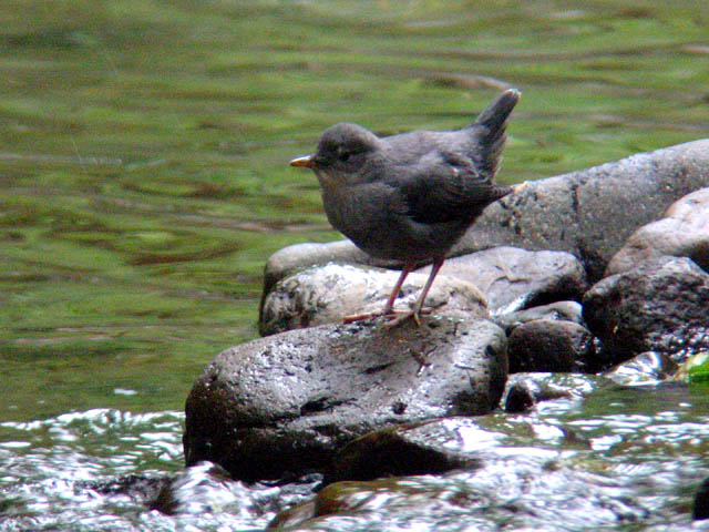 American Dipper