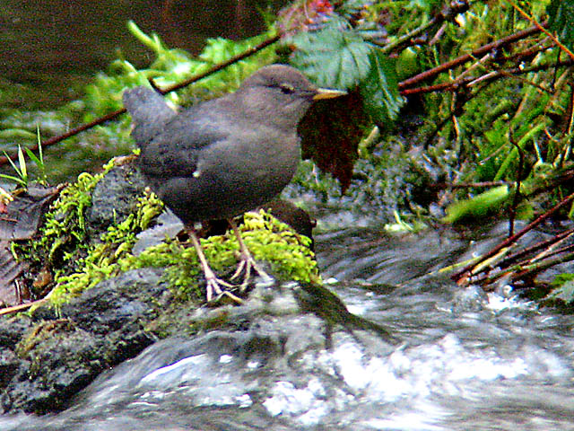 American Dipper