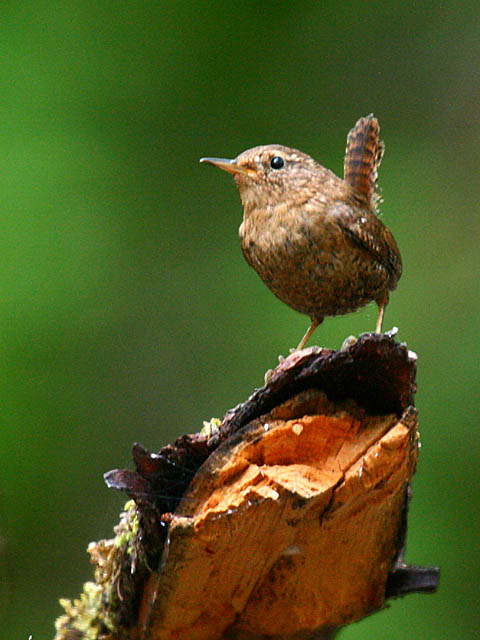 Pacific Wren