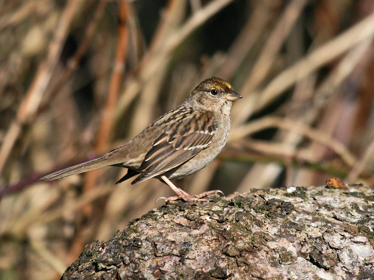 Golden-crowned Sparrow