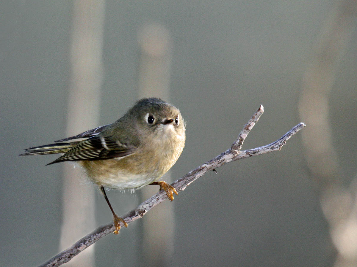 Ruby-crowned Kinglet