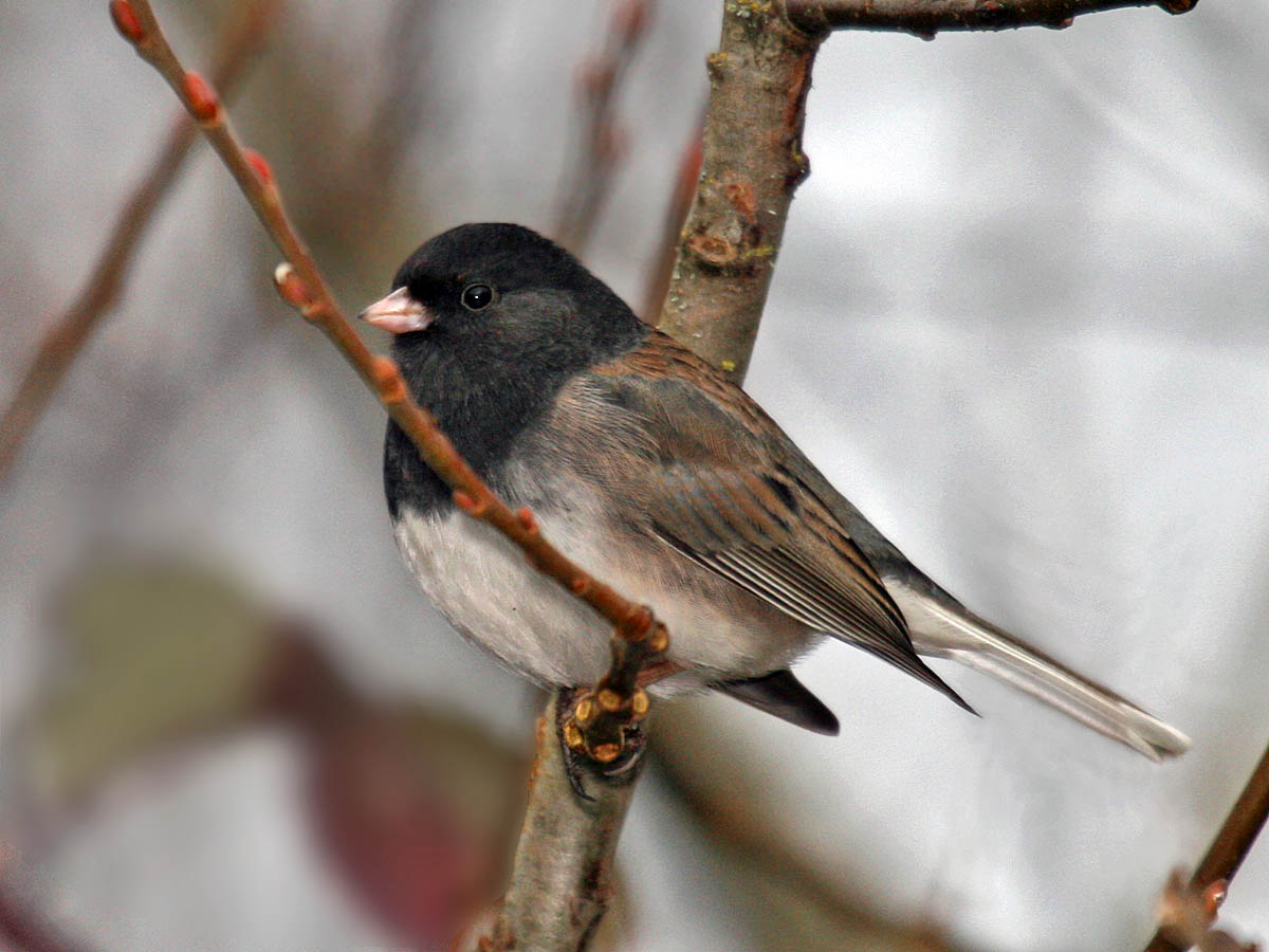 Dark-eyed Junco