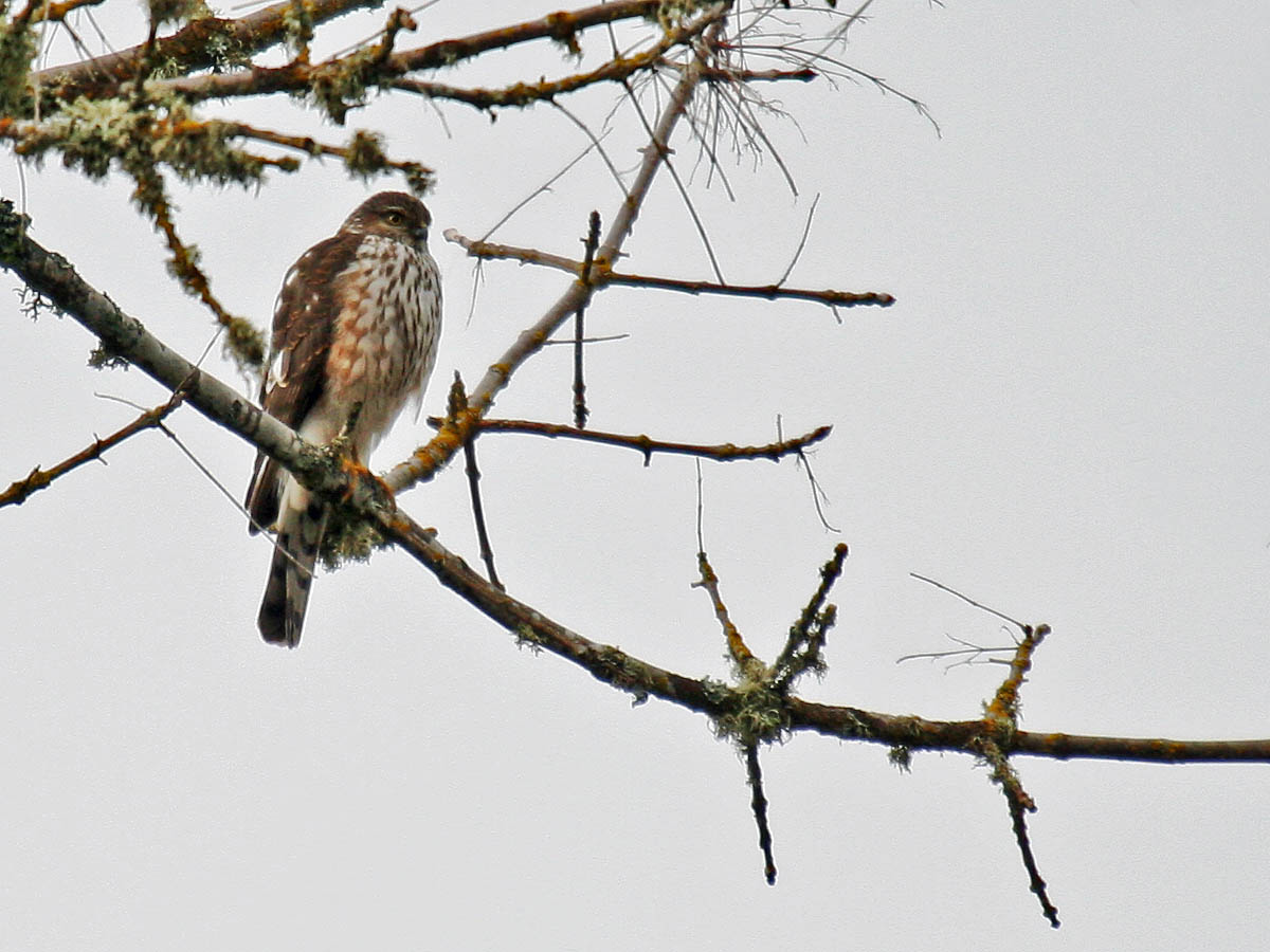 Sharp-shinned Hawk