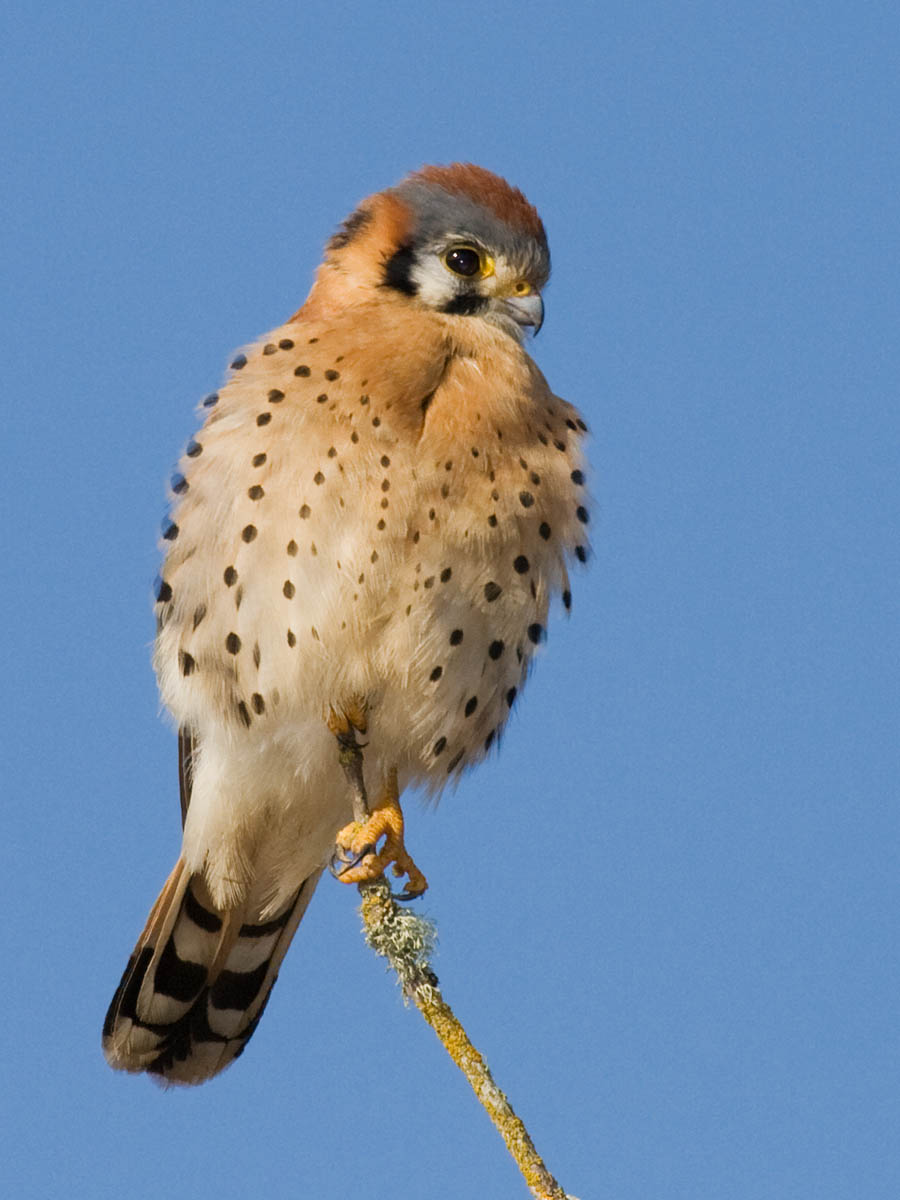 American Kestrel