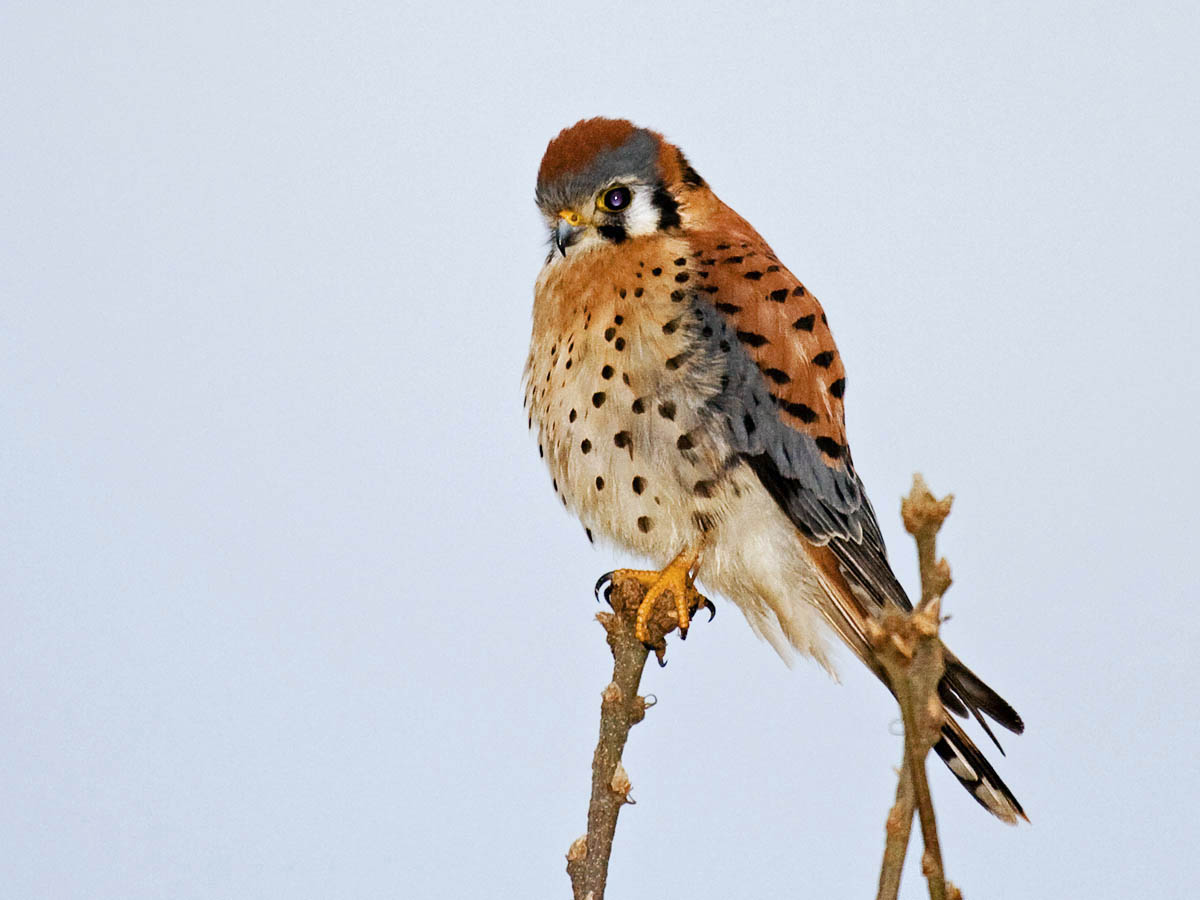 American Kestrel
