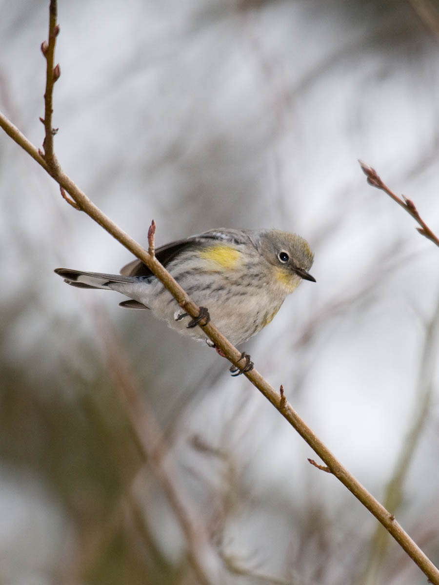 Yellow-rumped Warbler