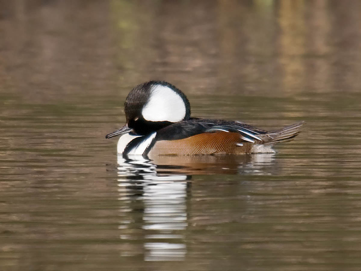 Hooded Merganser