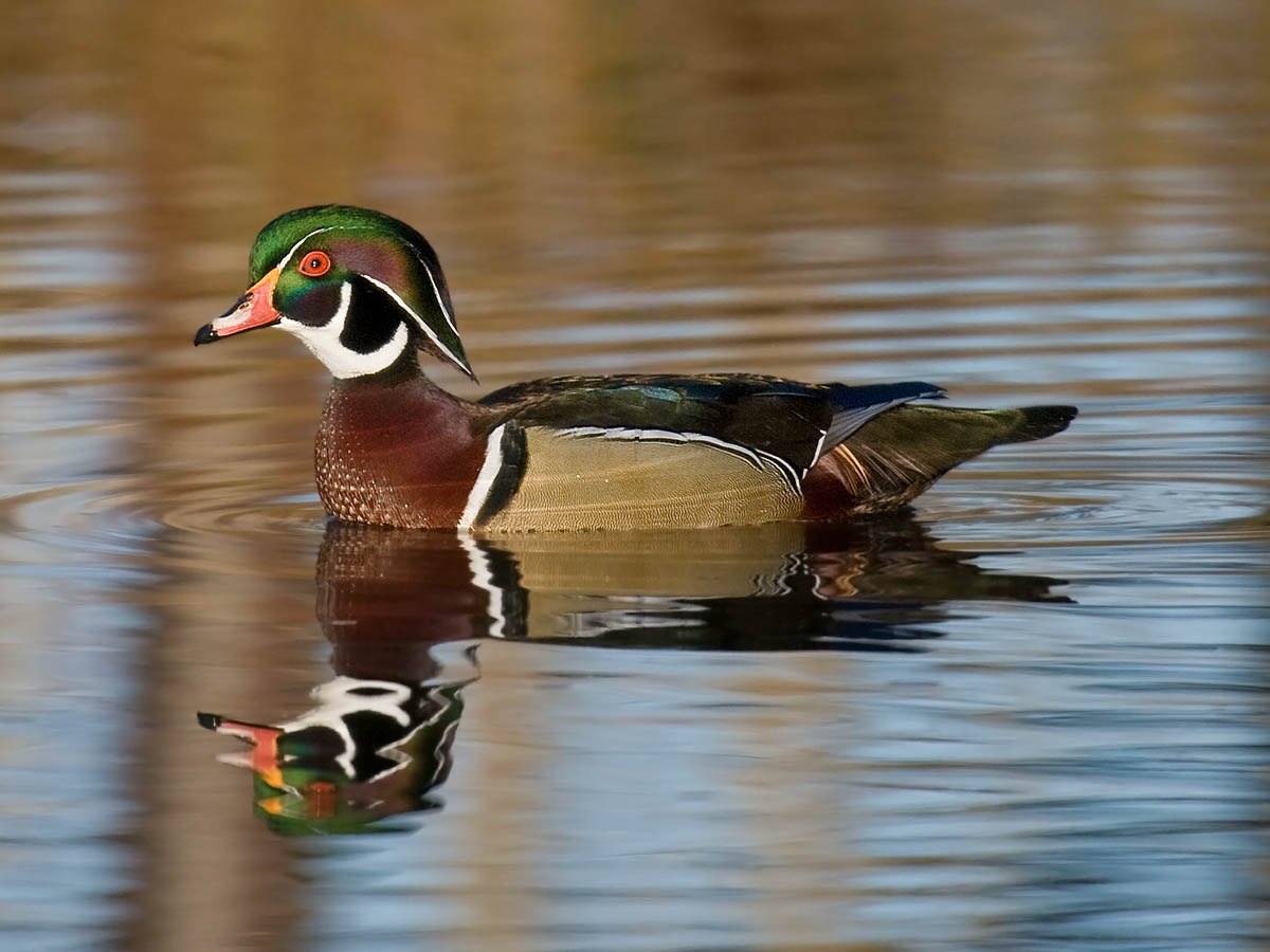 Wood Duck