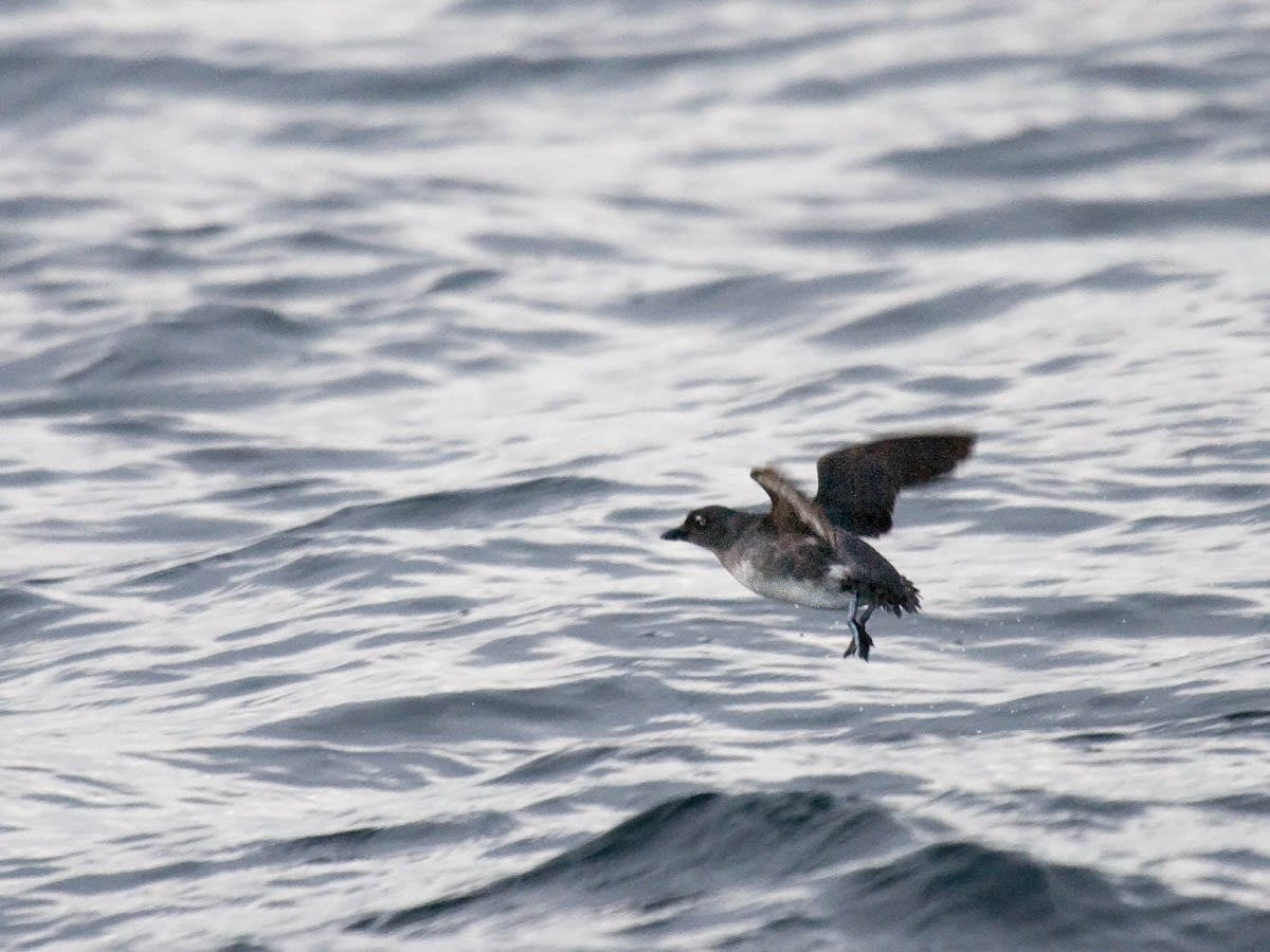 Cassins Auklet