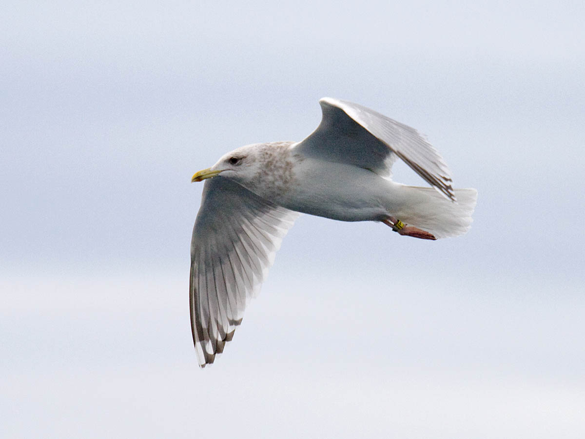 Thayers Gull