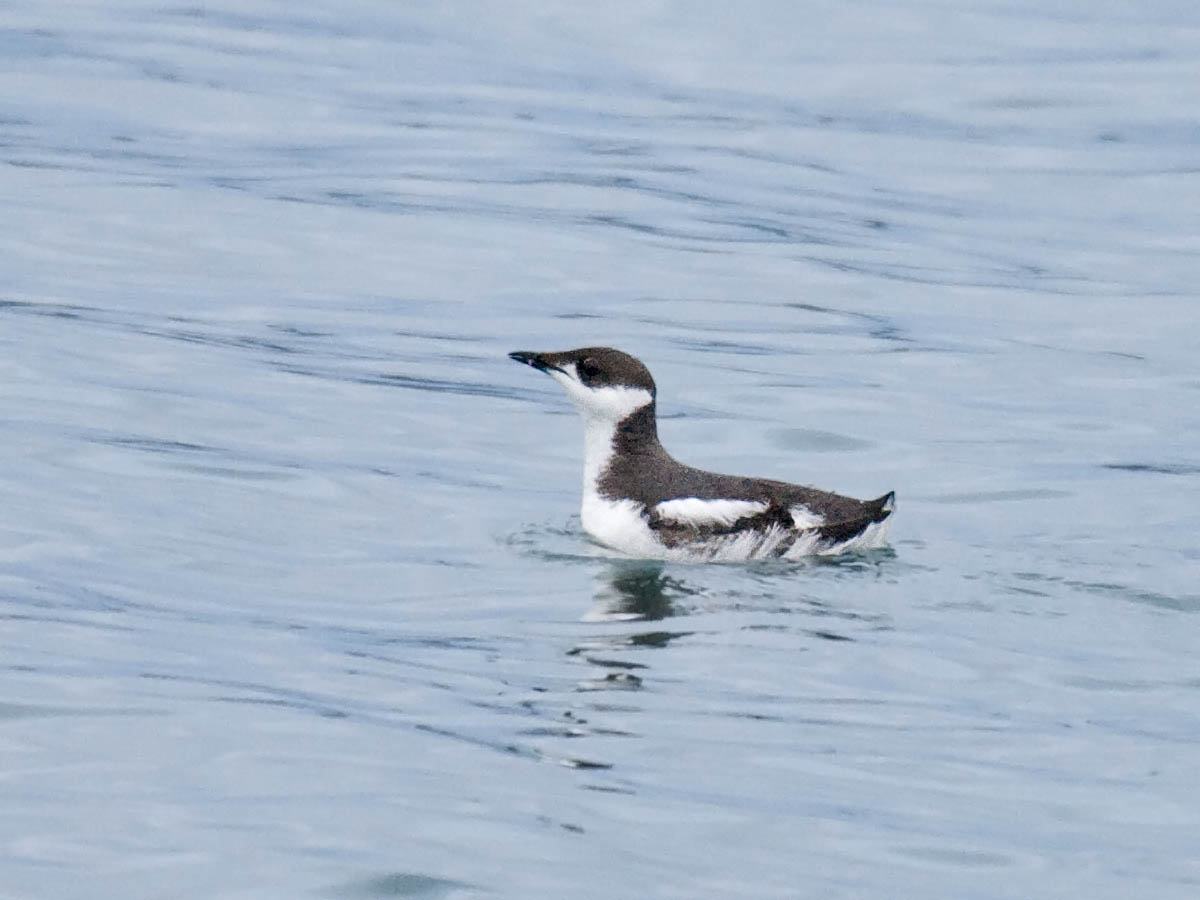 Marbled Murrelet