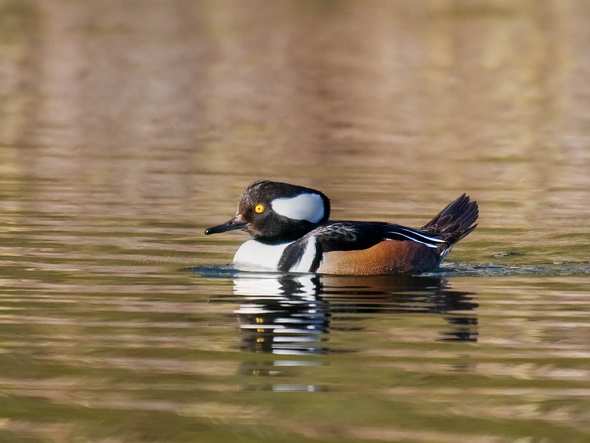 Hooded Merganser