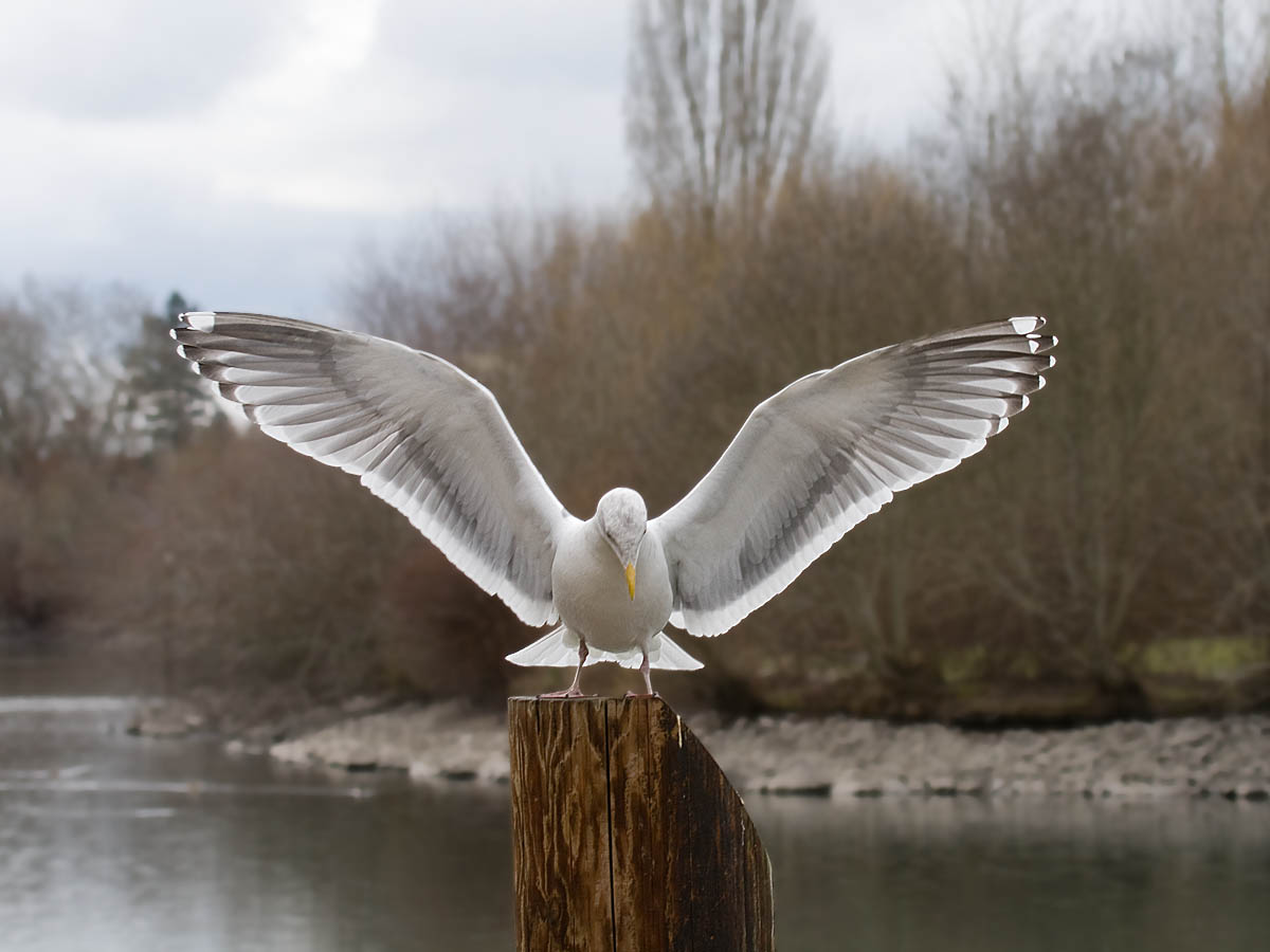 Western Gull