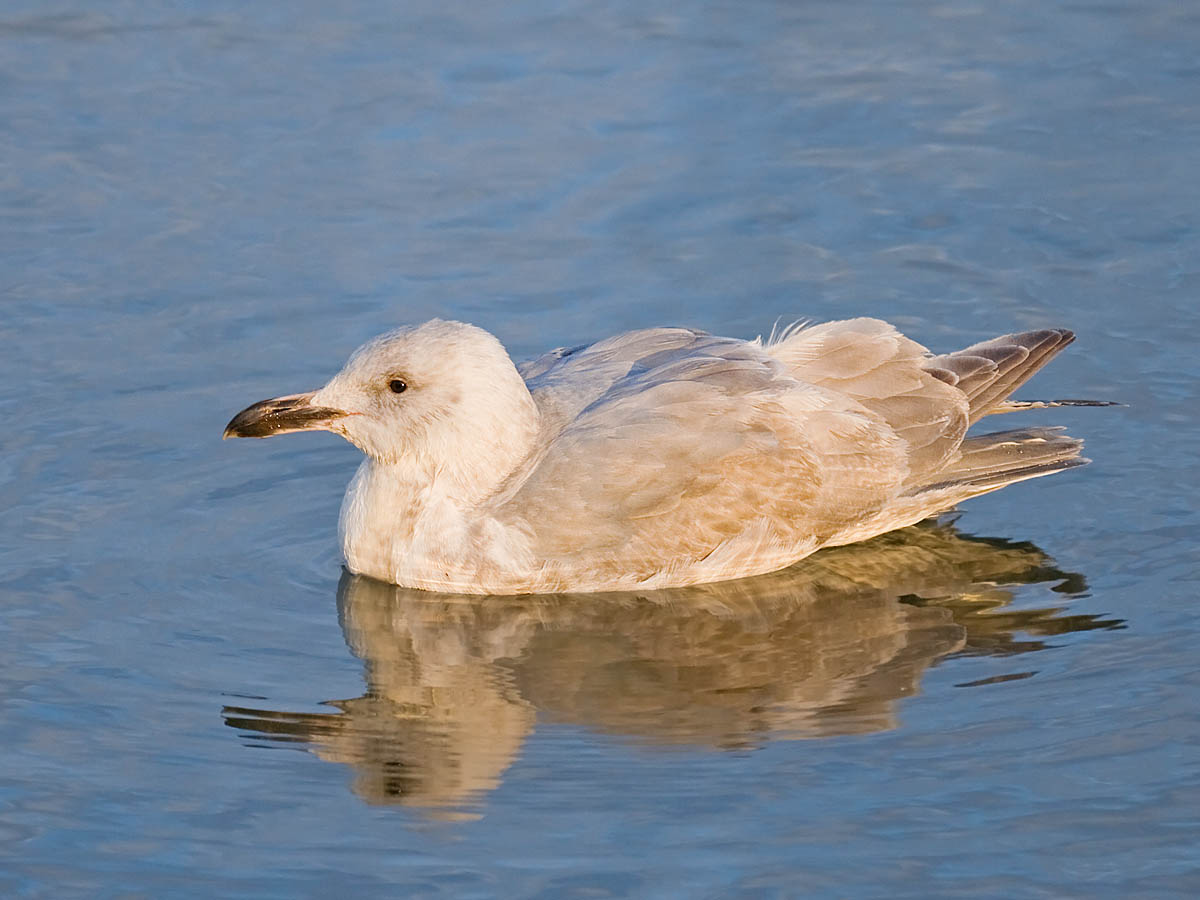 Glaucous-winged x Western Gull