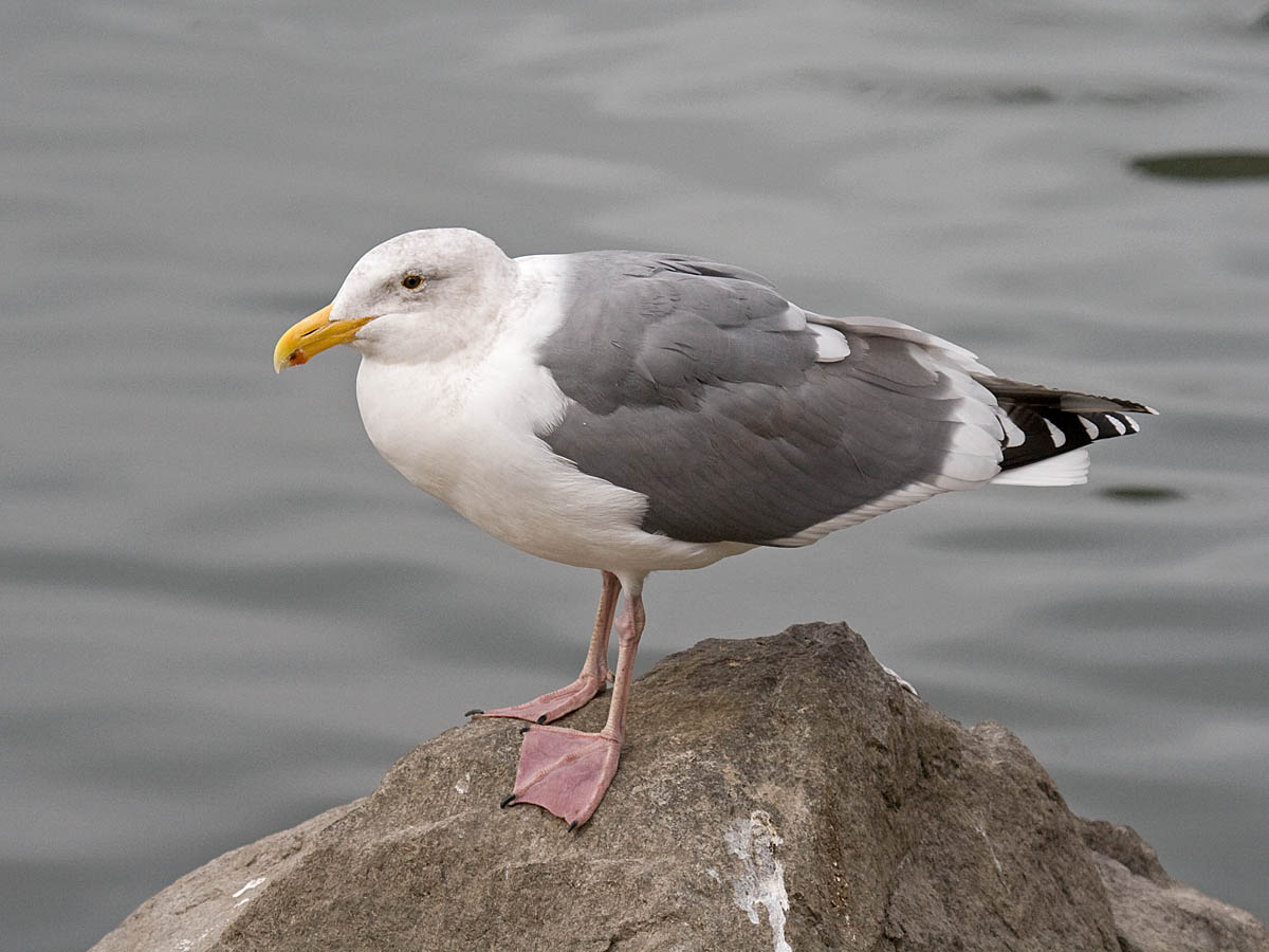 Western Gull