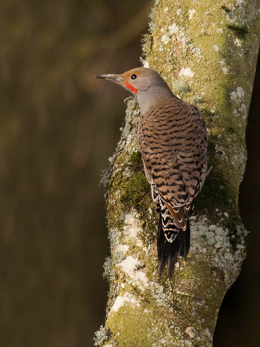 Northern Flicker