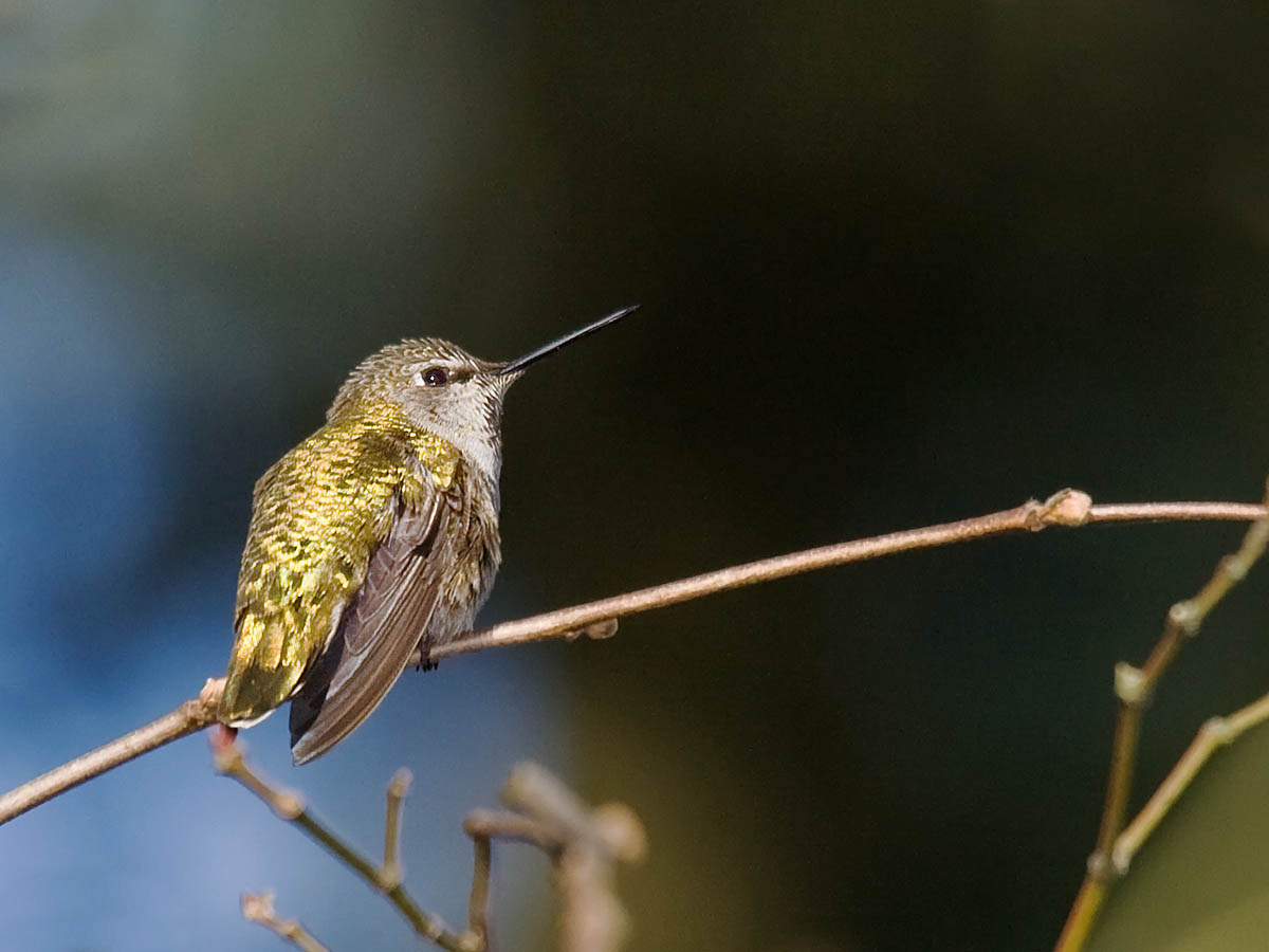 Annas Hummingbird