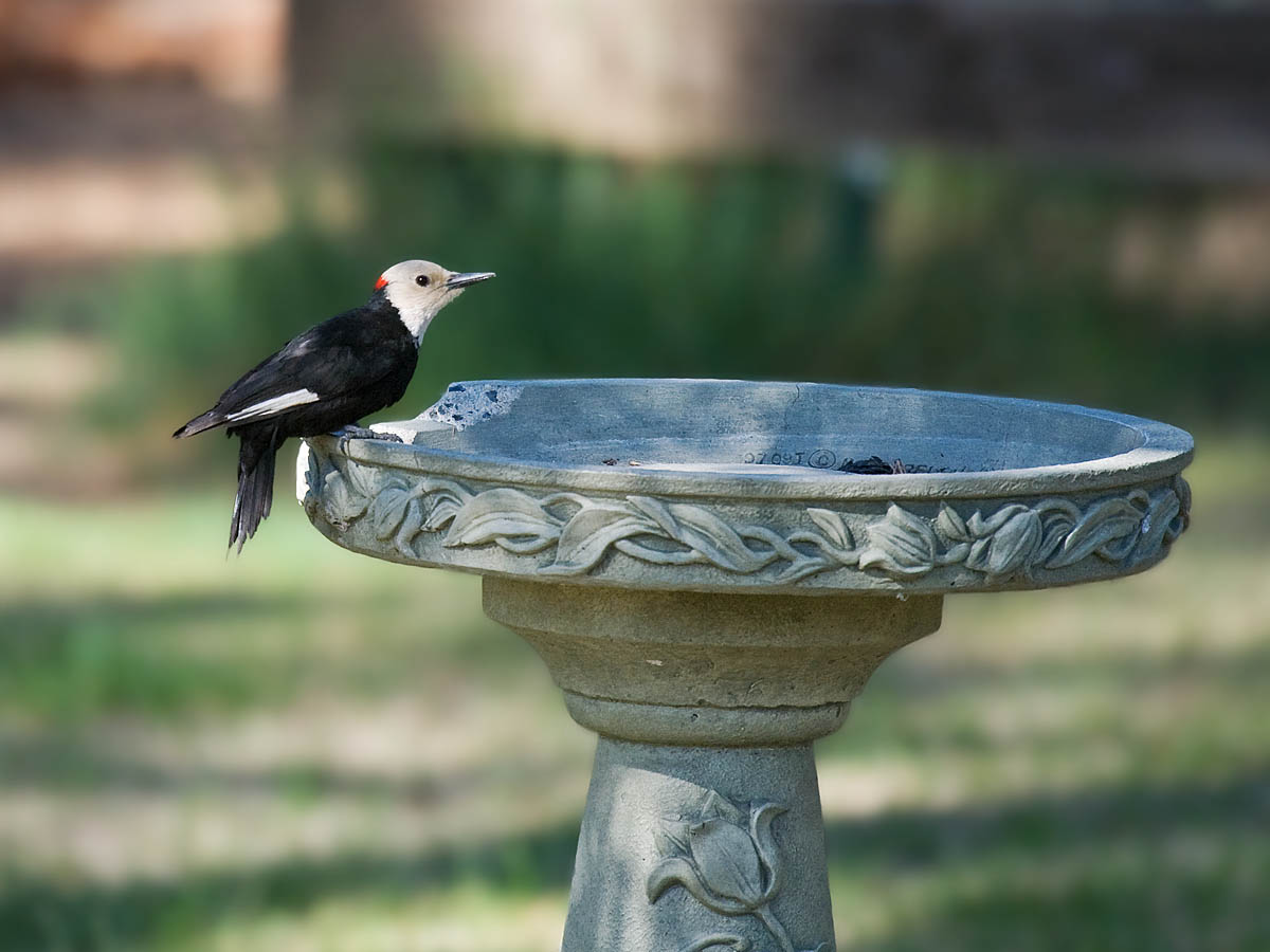 White-headed Woodpecker