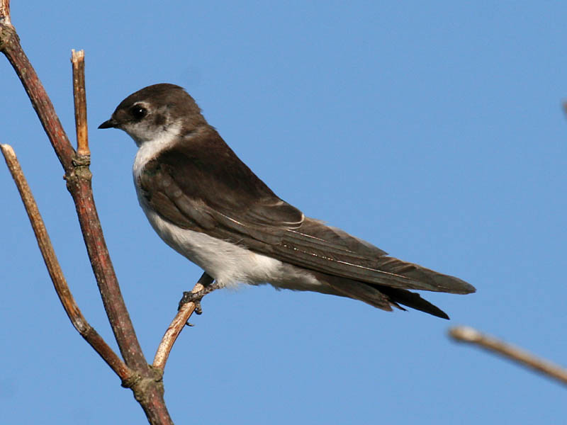Violet-green Swallow