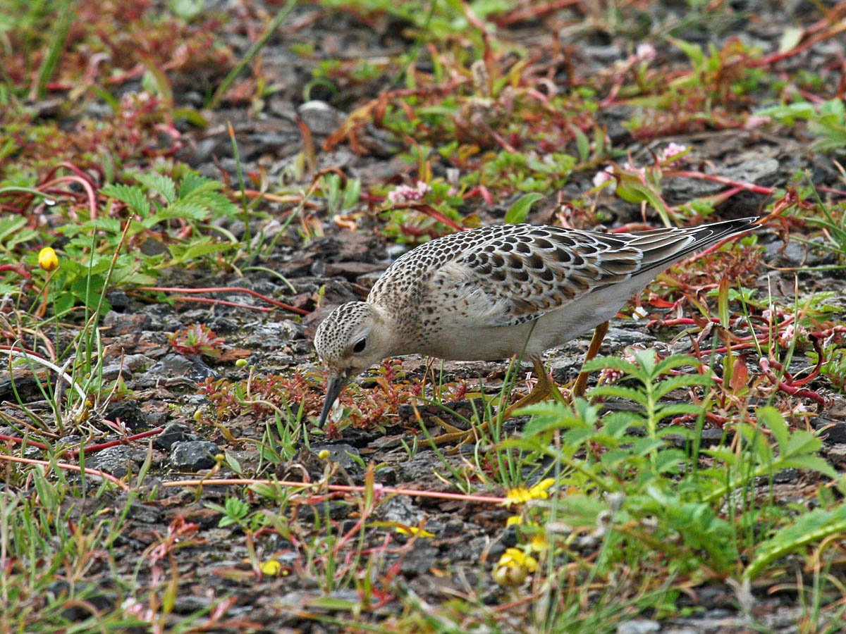 Buff-breasted Sandpiper