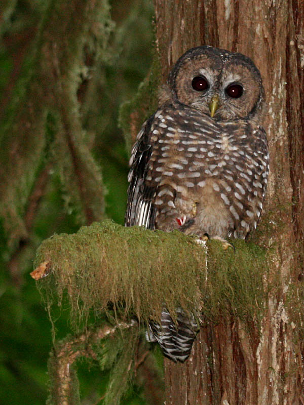 Spotted Owl