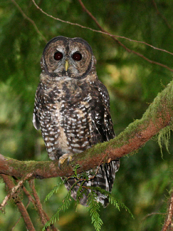 Spotted Owl