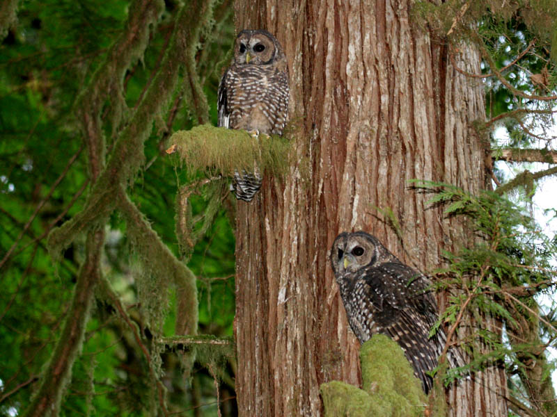 Spotted Owl