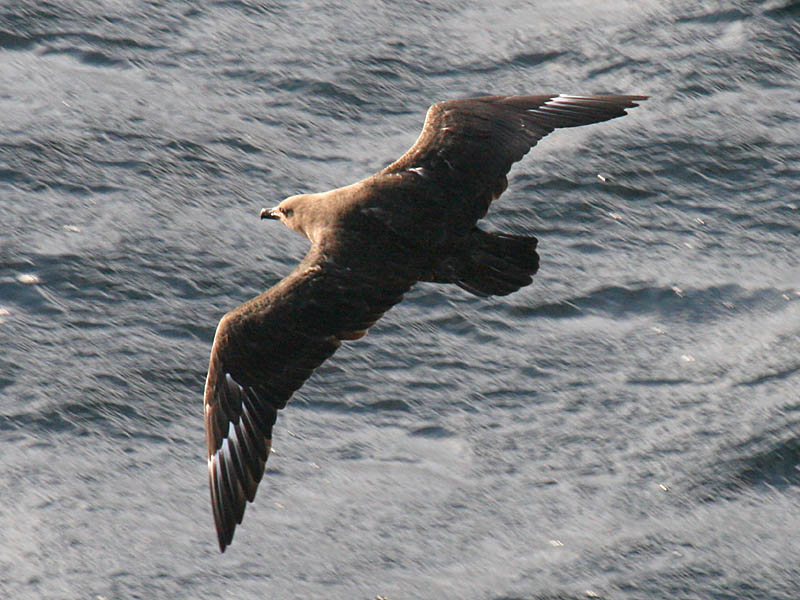 South Polar Skua