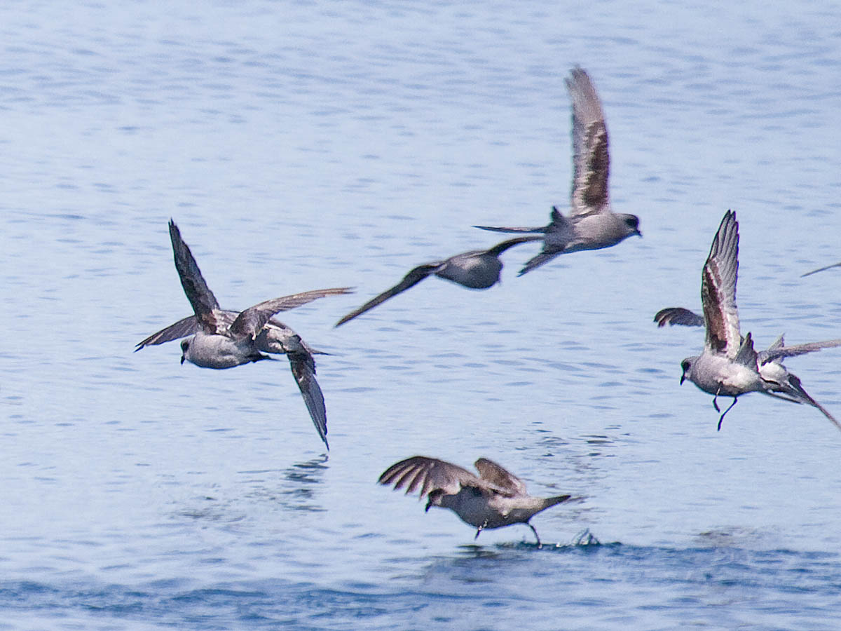 Fork-tailed Storm-Petrel