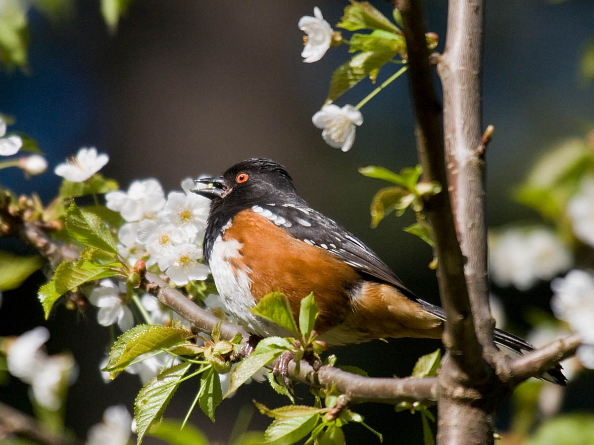 Spotted Towhee