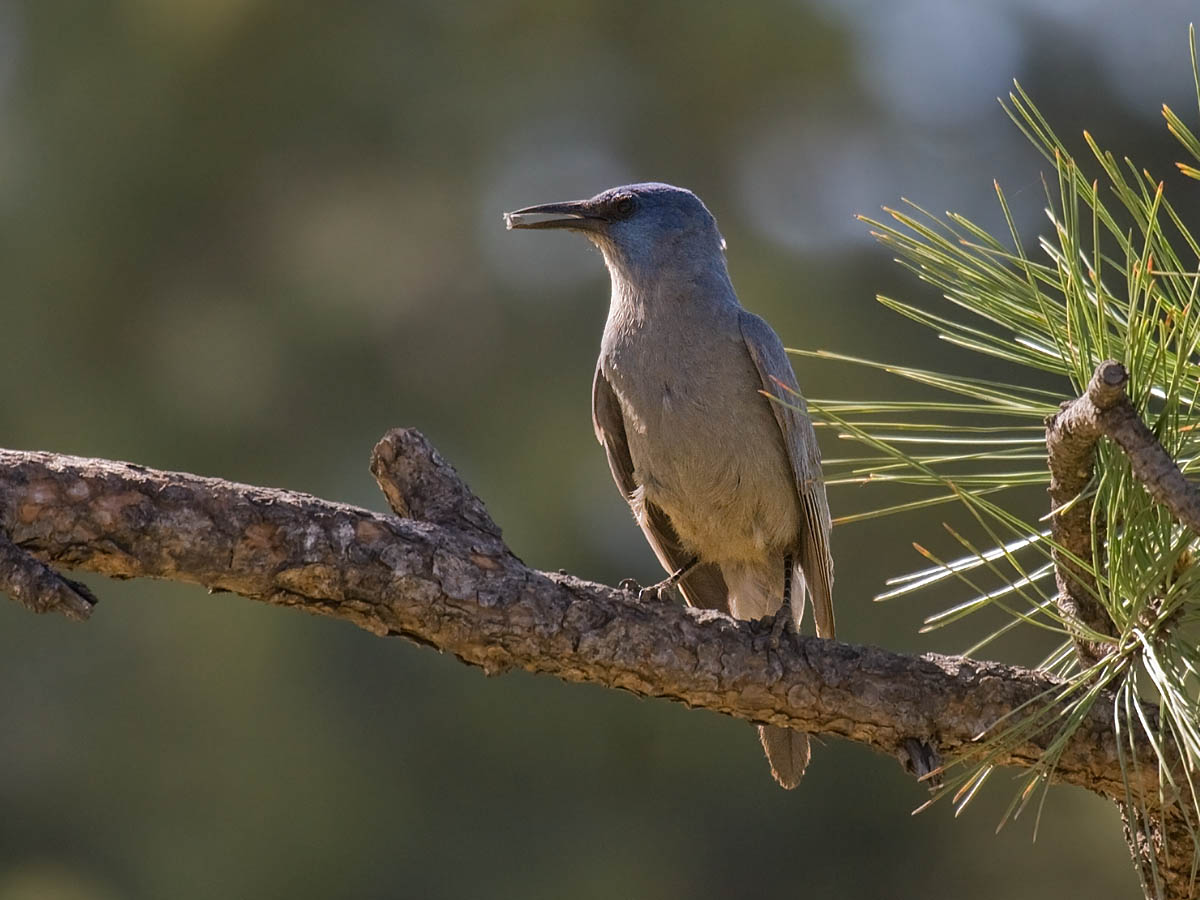 Pinyon Jay