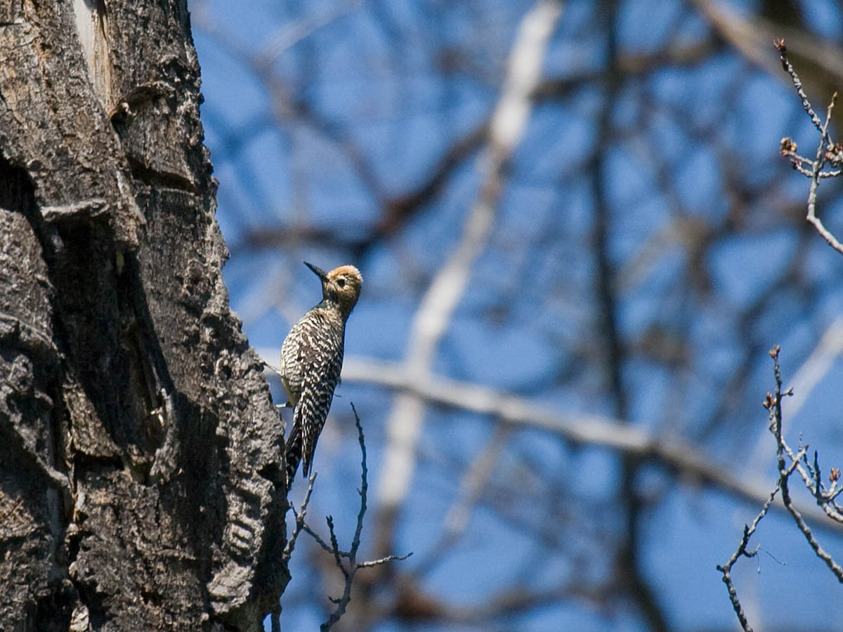 Williamsons Sapsucker